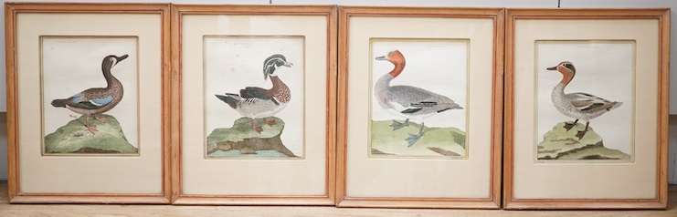 After F.N. Martinet (French, 1731-1800), set of four coloured engravings, ducks, 20 x 16cm. Condition - good